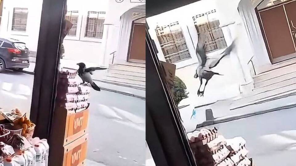 Karganın yumurta aldığı anlar kamerada