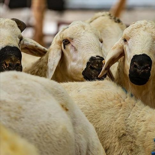 2025 kurban kesim bedeli ne kadar?
