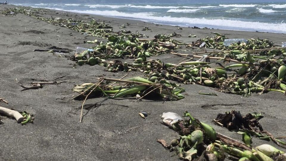 Nehirde ölen balıklar Akdeniz'de sahile vurdu