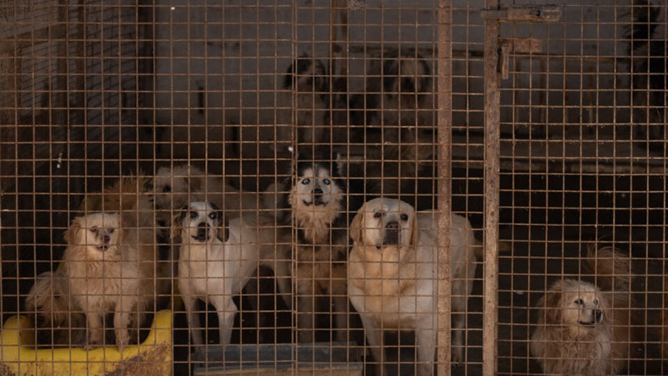 11 yaşındaki çocuk köpeklerin saldırısına uğradı