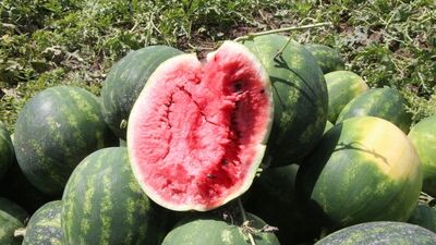 Tarlada kilosu 7 lira