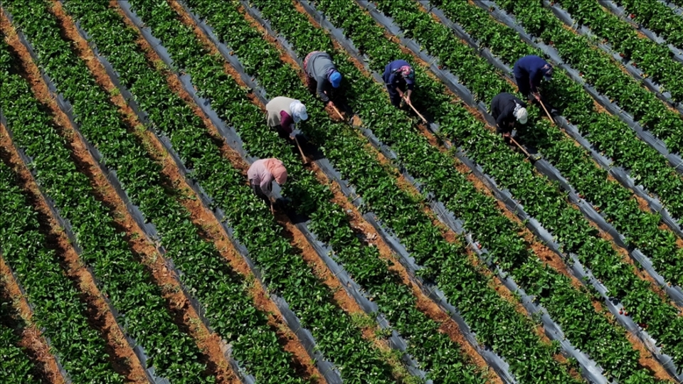 Tarımsal girdi fiyatları yükselişini sürdürdü