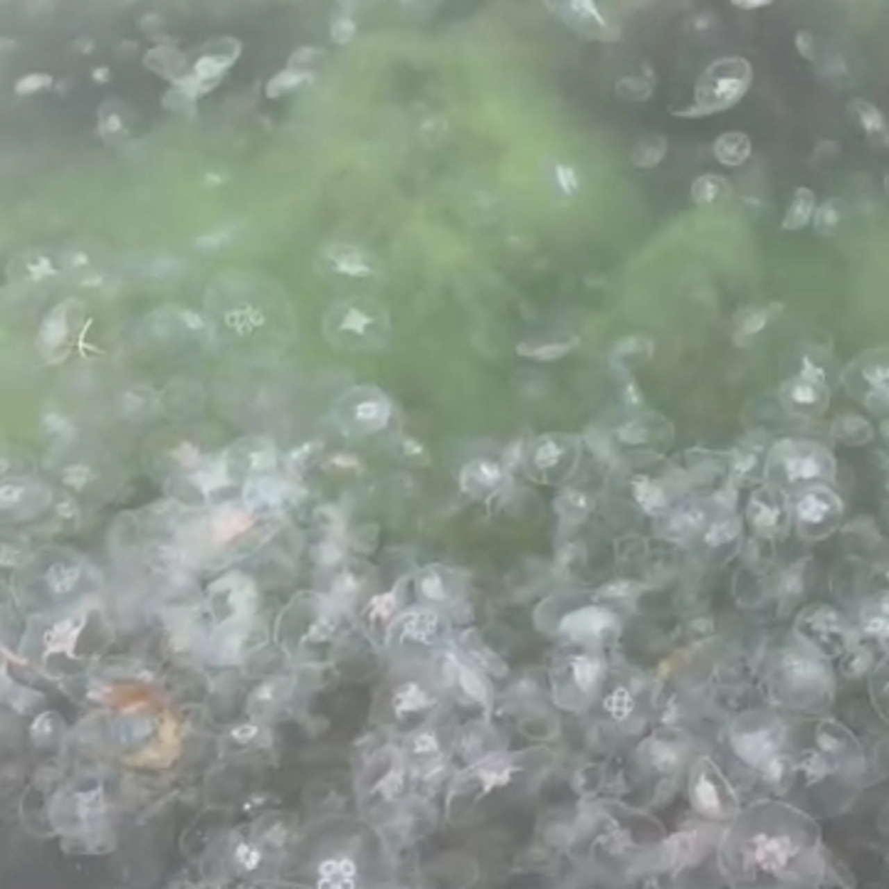 Karadeniz'de denizanası artışı