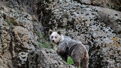 Köpekler sayesinde kurtuldu