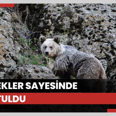 Köpekler sayesinde kurtuldu