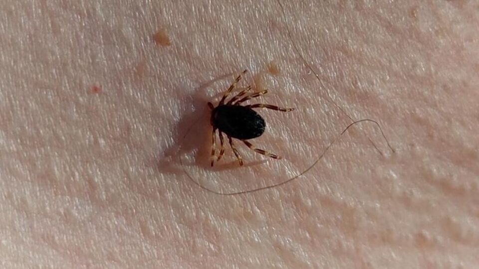 Sivas'ta KKKA alarmı! 6 kişi tedavi altında