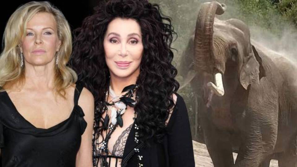 Yaşlı filler için harekete geçtiler