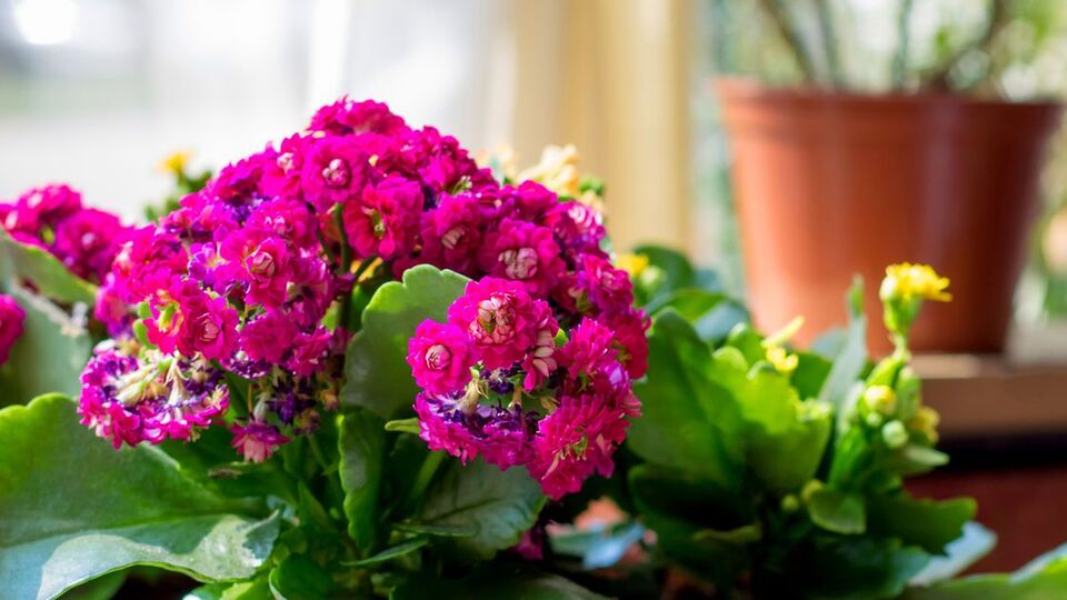 Kalanşo çiçeğine nasıl bakılır?