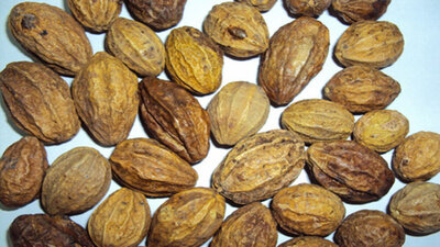 Kara halilenin doğru kullanımı