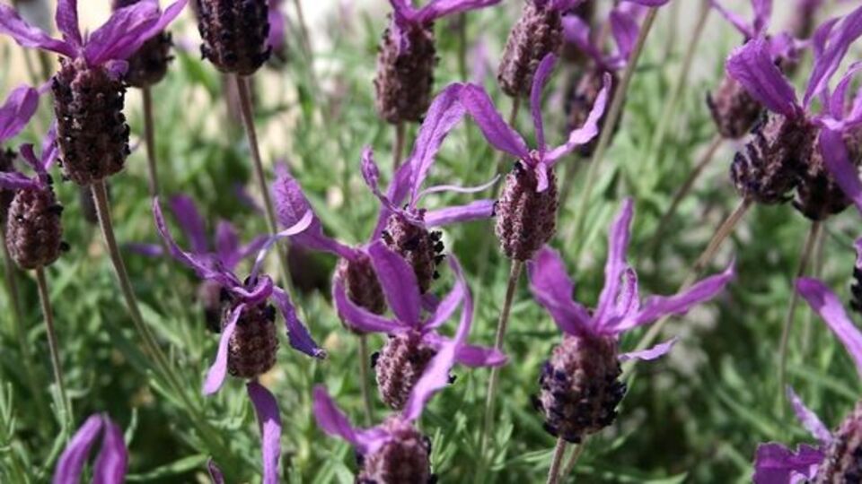 Karabaş otunun doğru kullanımı