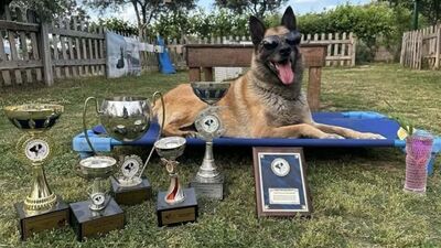 Kahraman köpek 'Bob' öldü