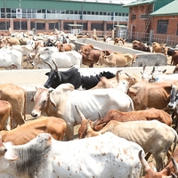 2025 Kurban fiyatları