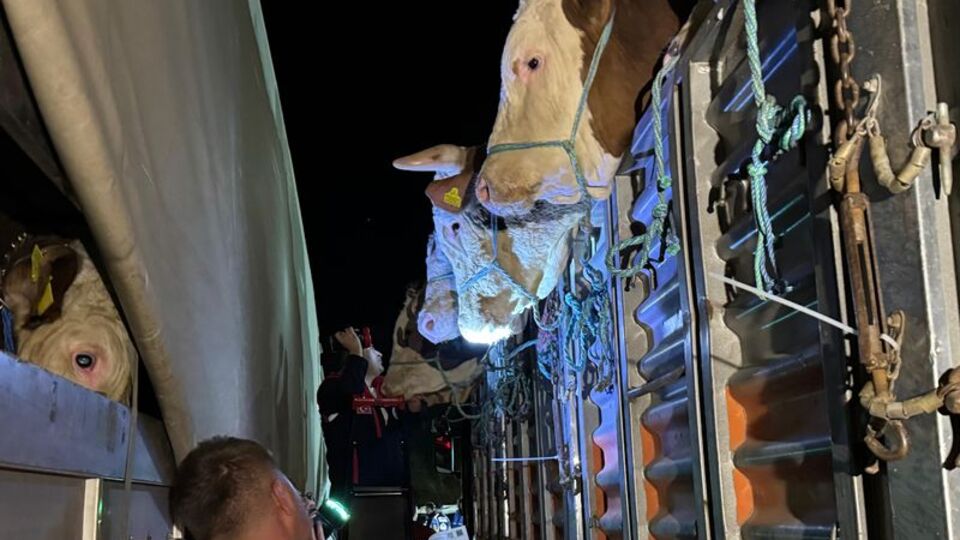 İstanbul'a kurbanlık hayvan girişleri başladı