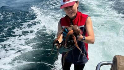 Çanakkale'de 320 ahtapot tuzağına el konuldu