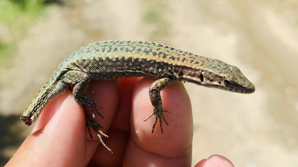 Artvin'de keşfetti, vefat eden annesinin ismini verdi