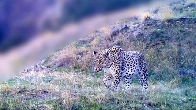 Bakan Yumaklı paylaştı! 'Anadolu parsı'ndan yeni görüntü