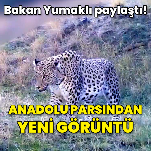 Bakan Yumaklı paylaştı! 'Anadolu parsı'ndan yeni görüntü