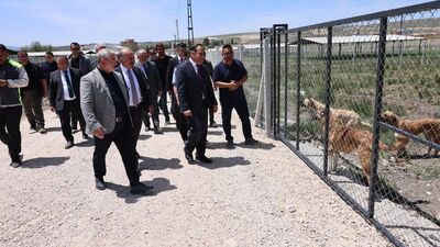 Çorum'da sokak hayvanları için doğal yaşam alanı