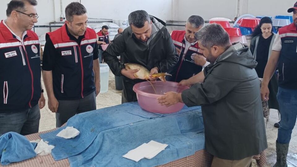 Edirne'deki hedef 10.5 milyon balık yavrusu