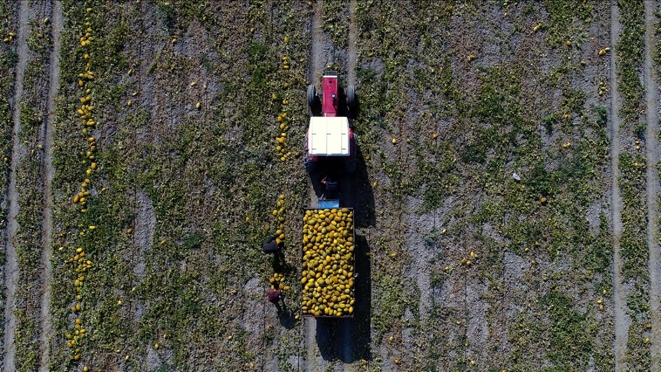 Tarla ürünleri, meyve ve sebze gruplarında azalacak