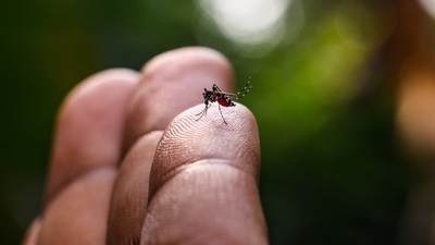 "Yağmur suyu birikintileri sivrisinekler için adeta beş yıldızlı otel"
