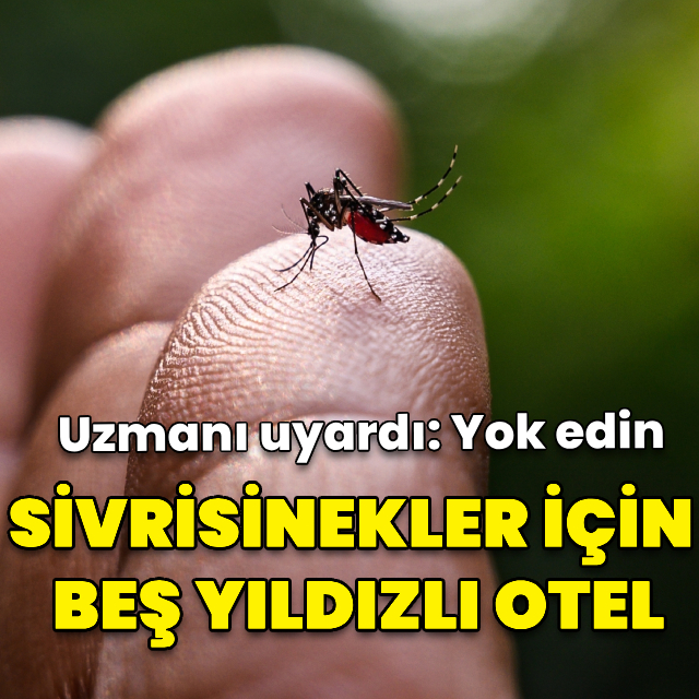 "Yağmur suyu birikintileri sivrisinekler için adeta beş yıldızlı otel"