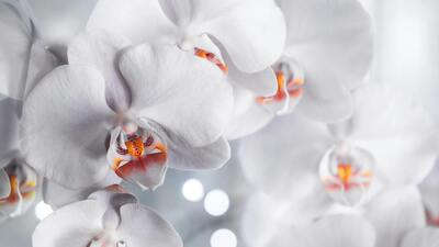 Orkide nasıl bakılır?