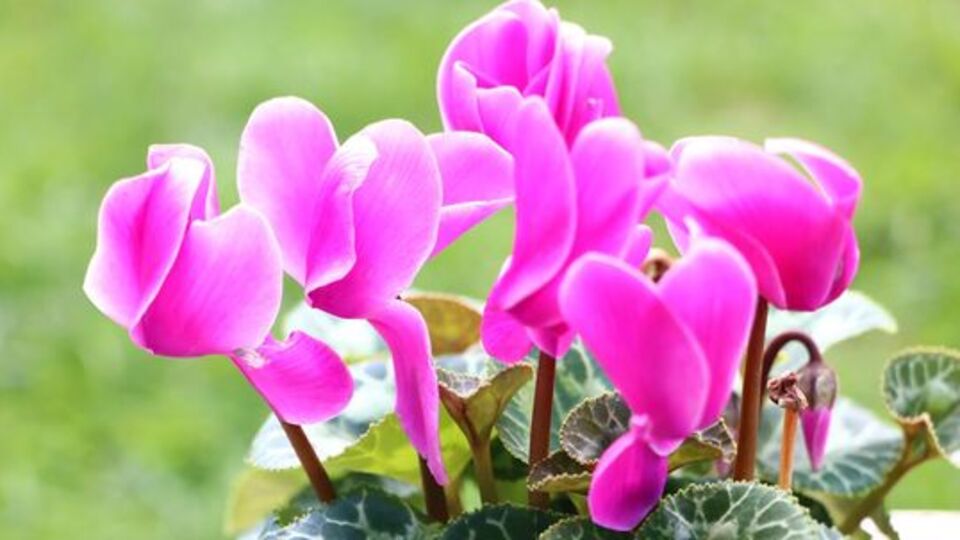 Sıklamene nasıl bakılır?