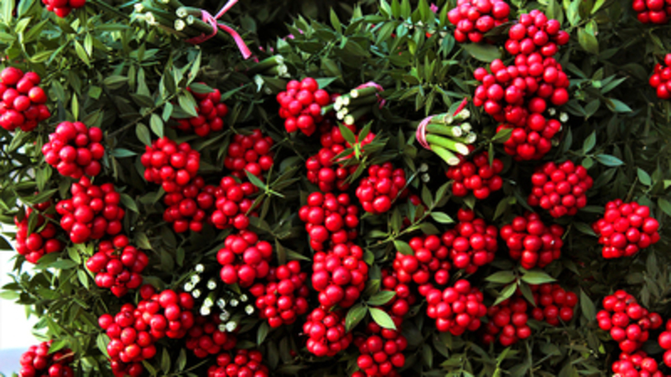 Yılbaşı çiçeği nasıl bakılır?