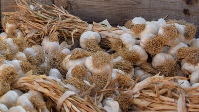 Başkan Arslan'dan "Taşköprü Sarımsağı" uyarısı