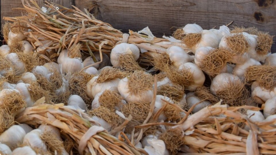 Başkan Arslan'dan "Taşköprü Sarımsağı" uyarısı