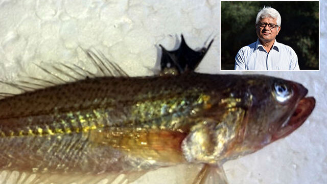 Yüzerken de avlarken de bu balığa dikkat: Trakonya!