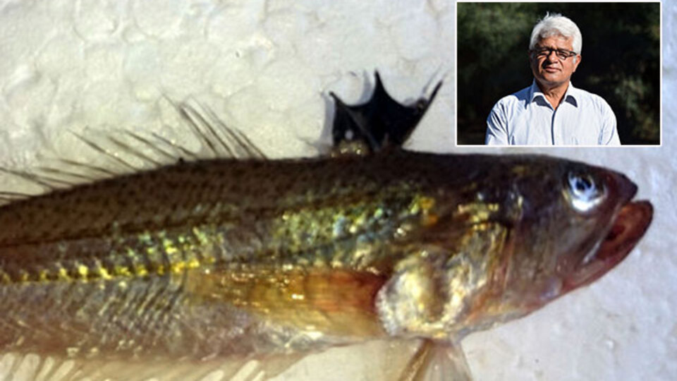 Yüzerken de avlarken de bu balığa dikkat: Trakonya!