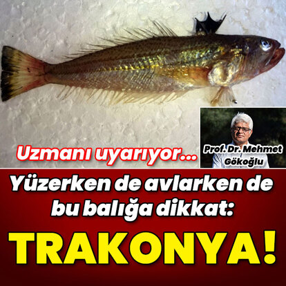 Yüzerken de avlarken de bu balığa dikkat: Trakonya!