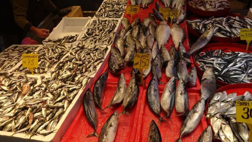 Karadeniz'de "balık" alarmı!