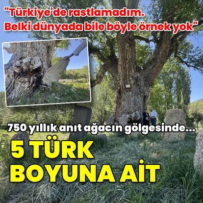 Türk boylarının mezarları 750 yıllık anıt ağacın gölgesinde...