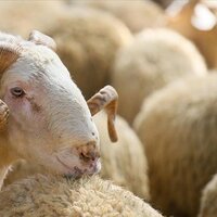 Kurban Bayramı tatili ne zaman?