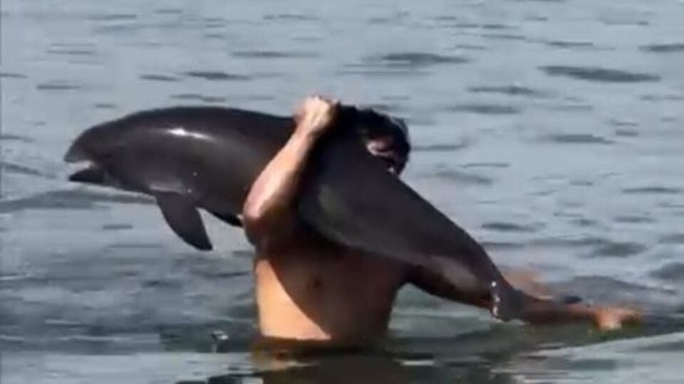 Ölü yunusu omzunda taşıdı; o anlar kamerada