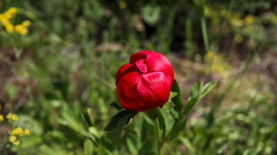 Kan kırmızısı rengini gösterdi! Ender görülüyor