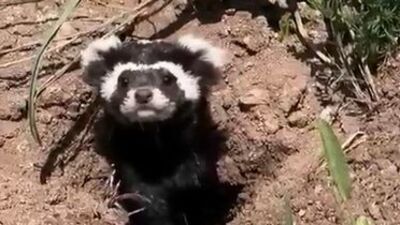 Sivas'ta nesli tehlike altındaki 'alaca sansar' görüntülendi