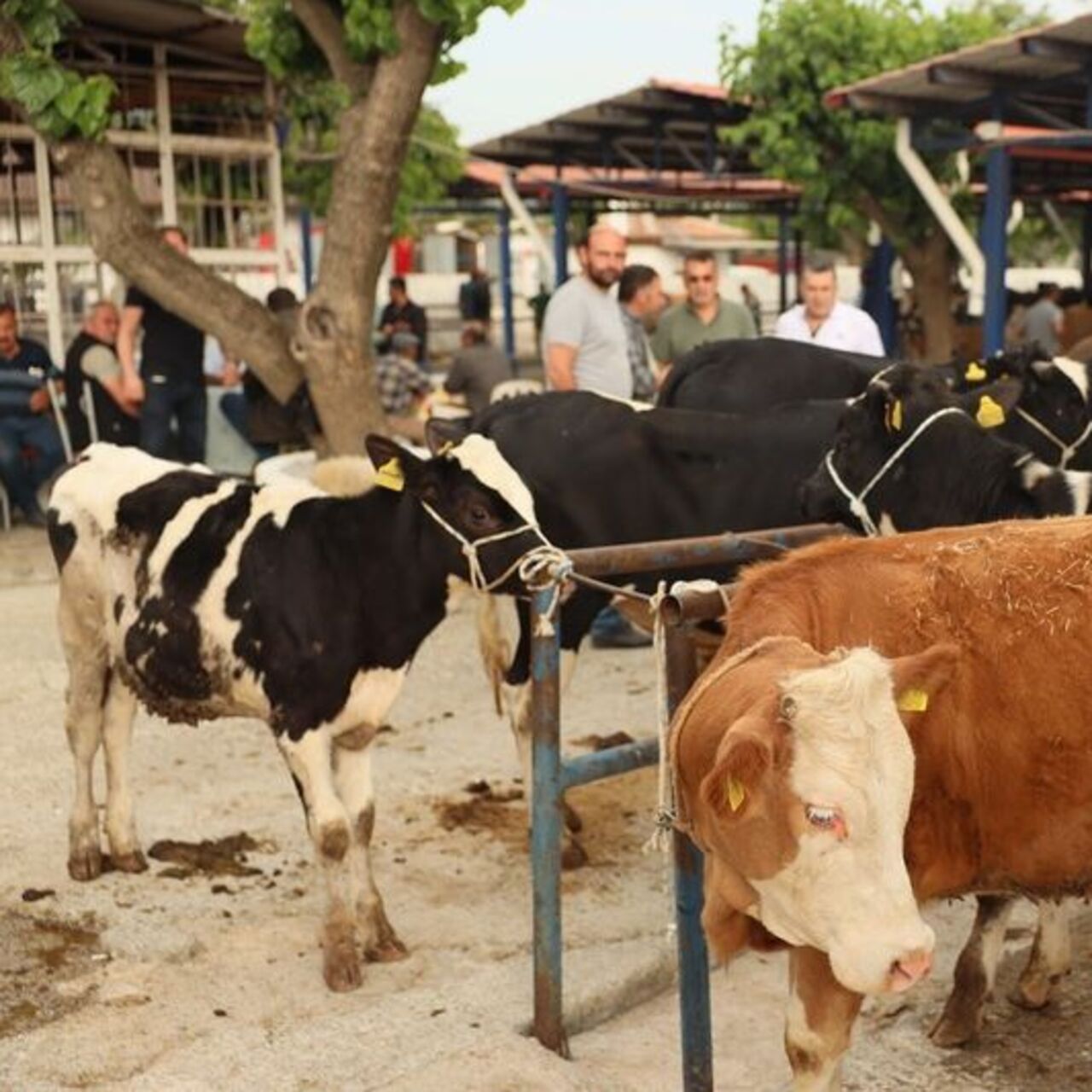 Muğla'da kurban kesim ücretleri
