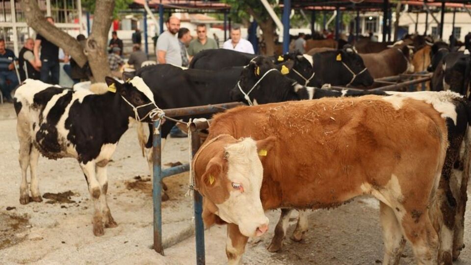 Muğla'da kurban kesim ücretleri