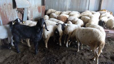 Kurbanlıkta küpe ve ağırlık uyarısı