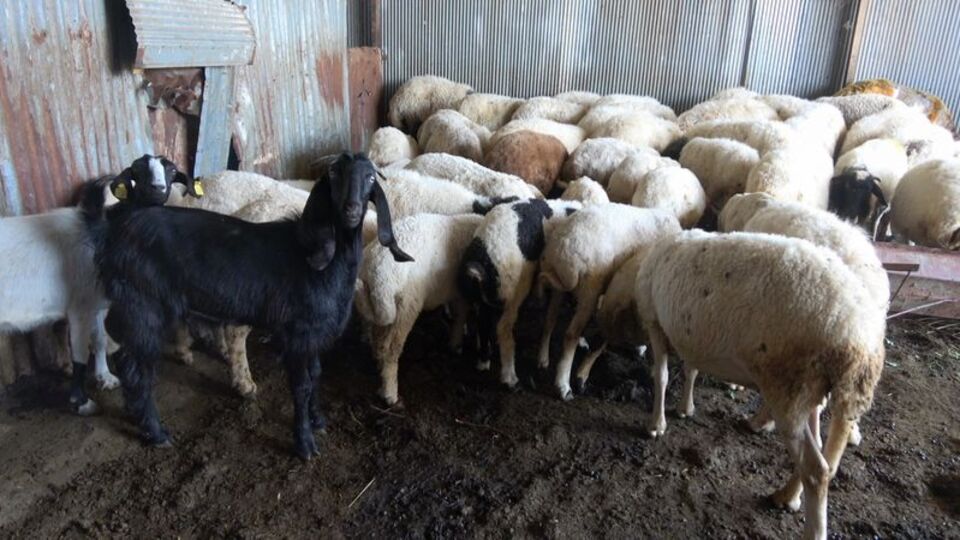 Kurbanlıkta küpe ve ağırlık uyarısı