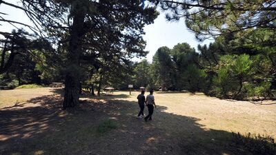 Ankara'da ormanlara giriş yasağı