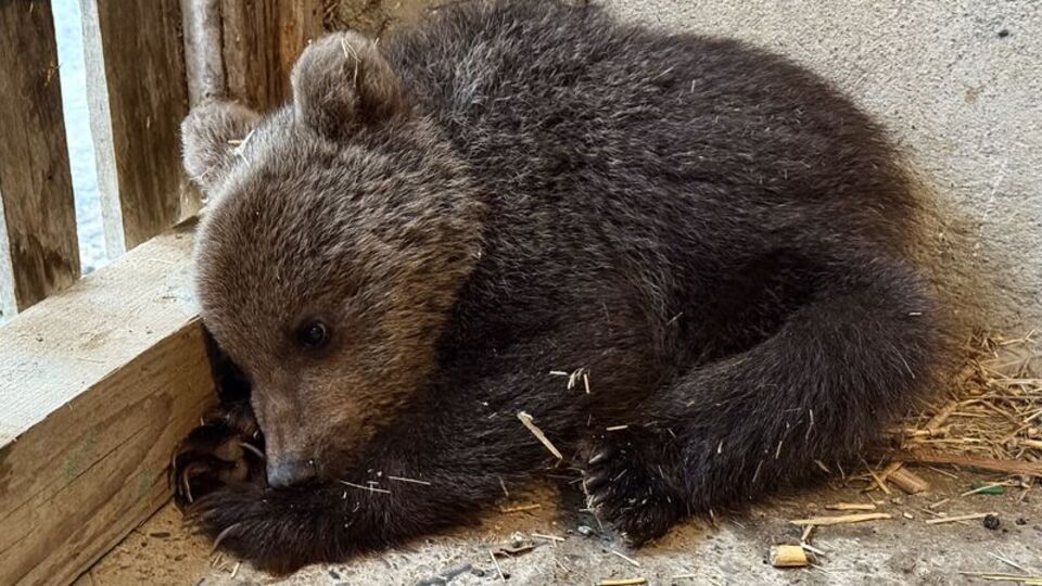 Annesiz ve bitkin bulundu, korumaya alındı