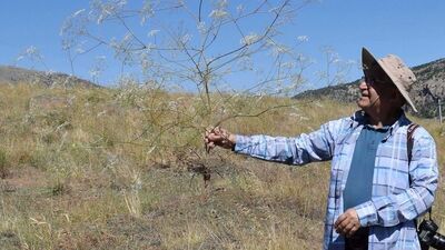 Toroslar'da keşfedildi! Nesli yüksek tehdit altında