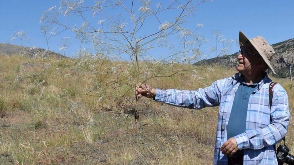 Toroslar'da keşfedildi! Nesli yüksek tehdit altında