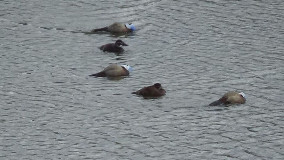 Van Gölü Havzası'ndaki tedbirlerle sayıları arttı