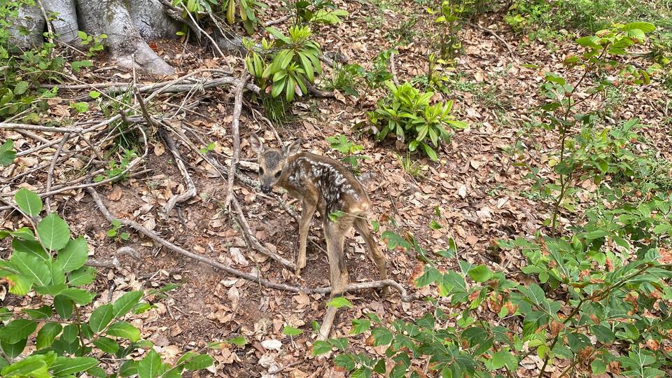 Karaca yavrusu annesiyle buluşturuldu